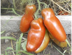 Томат Перцевидный черный