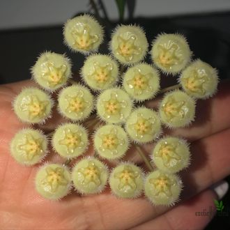 Hoya Mirabilis 'Clone A'