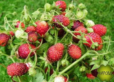 КЛУБНИКА (ЗЕМ-КЛУБНИКА) "ЦУКАТ МУСКАТНЫЙ" (ср-поздняя, очень сладкая, невероятно вкусная!)