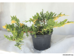 Можжевельник Экспанза Варигата - Expansa Variegata