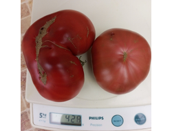 Томат Мглистая роза Дана (Dana's Dusky Rose)