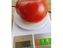 Томат Солнце севера