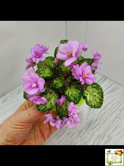 Trinket Terrific (E. Champion) (мозаичник)