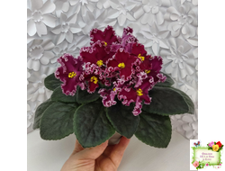 ЛЕ-Антарес  (Е. Лебецкая) 2014 г. (лист с детками посажен 24.07.25)