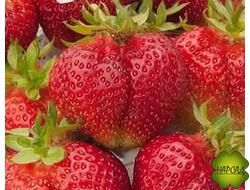 КЛУБНИКА "БОГЕМА" (ПОЗДНЯЯ, ОЧЕНЬ ВКУСНАЯ, МАЛО УСОВ)