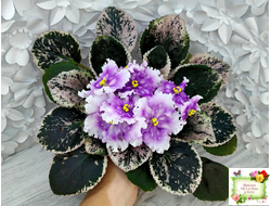 Dn-Дух Різдва (Д. Денисенко) 2020 г.