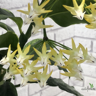 Hoya Multiflora albomarginata