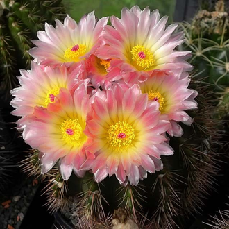 Notocactus roseoluteus BSCH 1891 (D=30mm, H=60mm)