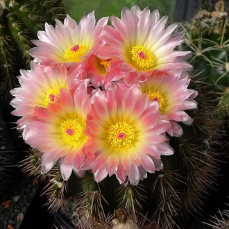 Notocactus roseoluteus BSCH 1891 (D=15mm, H=40mm)