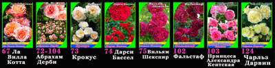 Розы английские