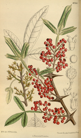 Перец сычуаньский/непальский (Zanthoxylum armatum) 5 мл - 100% натуральное эфирное масло