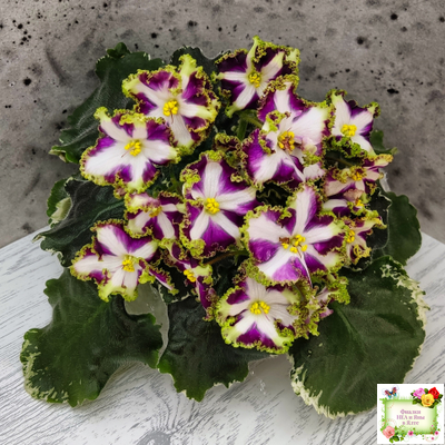 Лесной Царь (Кузина, Артемова) 2009 г. химера (стартер сорт)