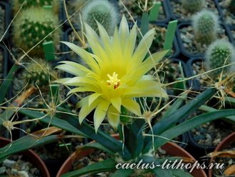 Leuchtenbergia principis (семена)