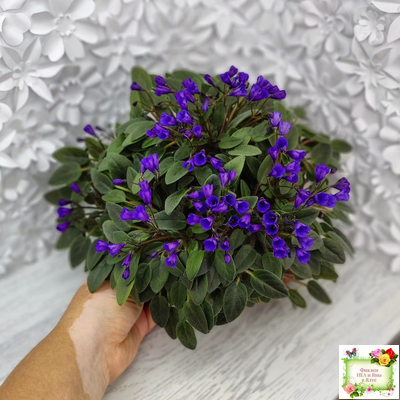 Vallarta Campanas Moradas (G.Beck) трейлер