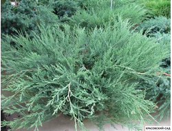 Можжевельник горизонтальный Хьюз - Hughes