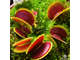 Dionaea muscipula Dracula