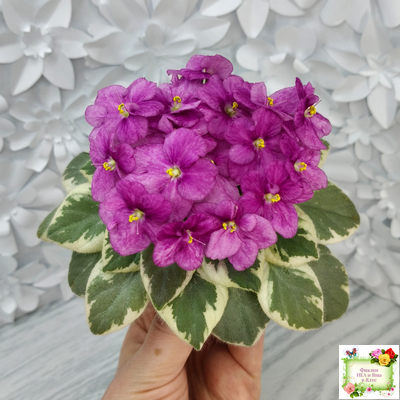 Rob's Lucky Ducky (R.Robinson) листовая химера (стартер сорт)