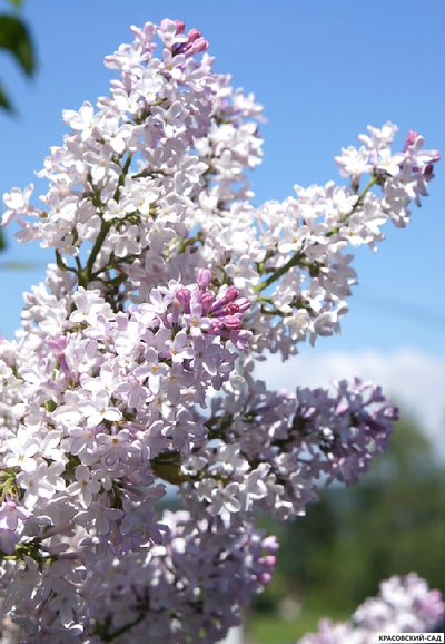 Сирень обыкновенная Красавица Москвы