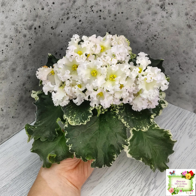 Dn-Macabeo (Д. Денисенко) 2019 г. (укоренённый лист)