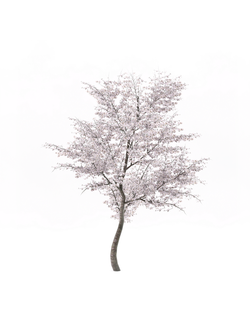 цветущие Вишня 8