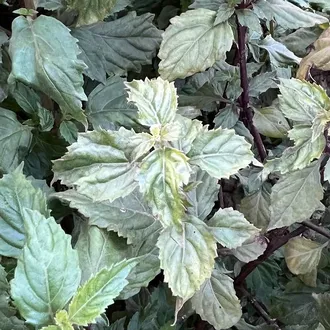 Пачули (Pogostemon patchouli) Индия, лист (10 мл) - 100% натуральное эфирное масло