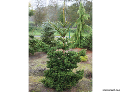 Ель колючая Лаки Страйк - фото в саду - красовский-сад.рф