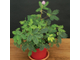 Mimosa pudica - Мимоза стыдливая, сенсорное (движущиеся) растение, удивительное растение