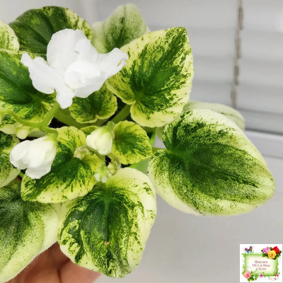 OS-Дыхание Весны (С.Осипова) 2019 г. (клакамас с кроновой пестролистностью)