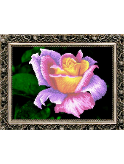 Радужная роза, К4105