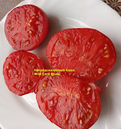 Томат Непредсказуемый блюз (Wild Card Blues) США