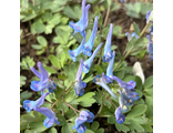 Corydalis turtschaninovii Ussuri Dawn