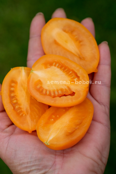 Томат Orange Roma (Оранжевый Римский), 10 шт