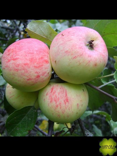 ЯБЛОНЯ "ГРУШОВКА МОСКОВСКАЯ" (старинный сладкий сорт, 3 года, полукарлик)