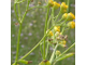 Пижма бальзамическая (Tanacetum balsamita) - 100% натуральное эфирное масло
