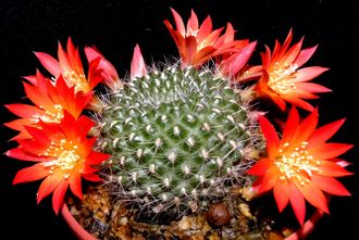 Rebutia senilis `grandiflora`- 5 семян