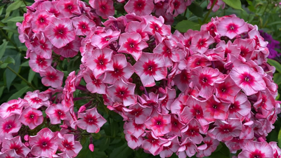 Флокс Старс энд Страйпс (Stars & Stripes)