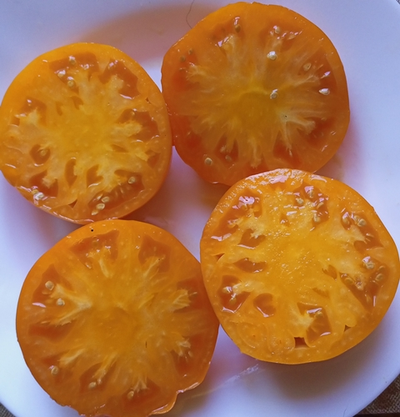 Томат Золотой Гигант Нельсона (Nelson's Golden Giant, США)