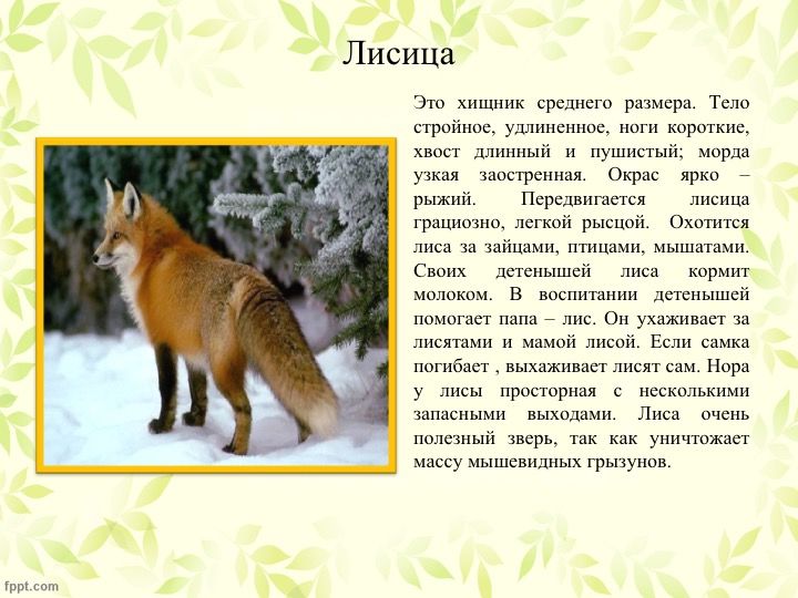 Животные республики коми фото и описание