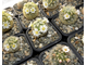 Mammillaria carmenae - 10 семян