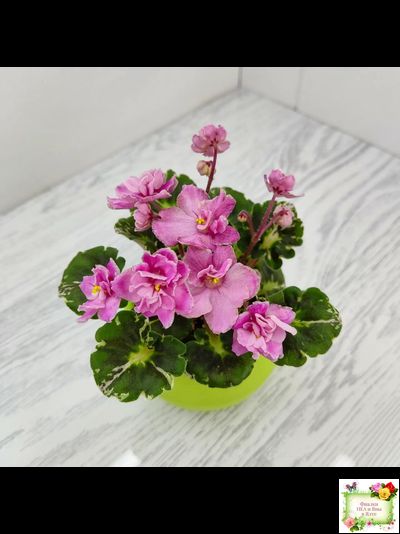 Snuggles Little Girl (S. Sorano) (пестролистный гёрл)