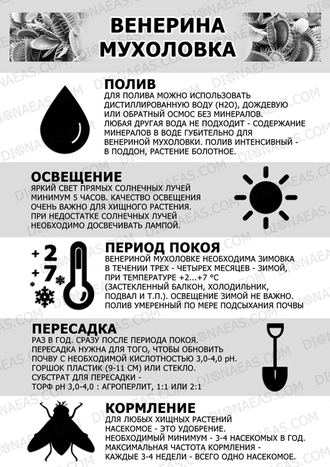 Венерина Мухоловка, Дионея Мусципула (Dionaea muscipula) - Уход и содержание дома. Дионея в Украине.