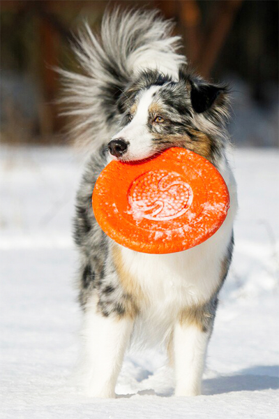 Тарелка летающая большая Doglike (оранжевый)