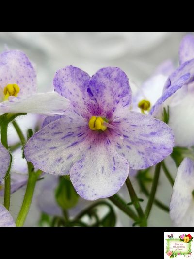 Белый Клоун (Е. и Я. Немчиновы) 2025 г. трейлер