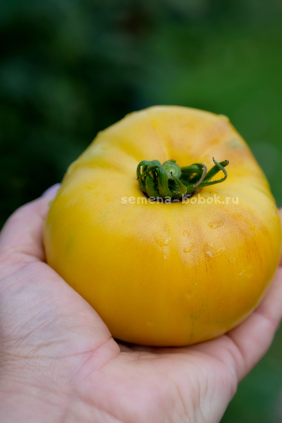 Томат Манго Минусинское, 10 шт