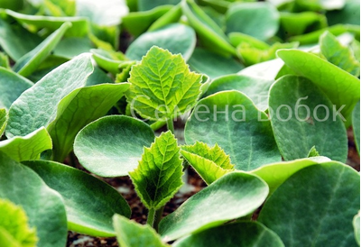 Подвой Кобальт F1 (5 шт)