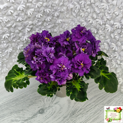 ЛФ-Лилия (Л. Федосеева) 2019 г.