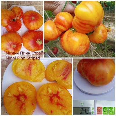 Томат Минни Пинн Страйп (Minnie's Pinn stripe)