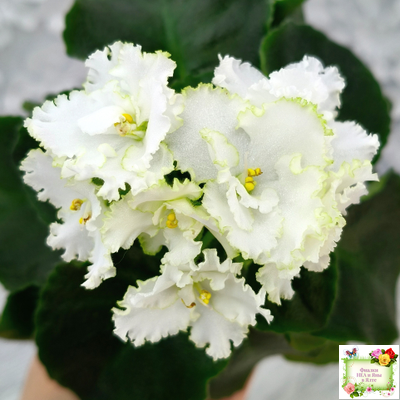 ML-Облако в Горах (Miniviolets Lux) 2022 г. (лист посажен 25.01.26)