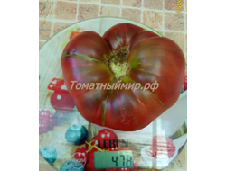 Томат Полярная звезда, (Поларис, Polaris)