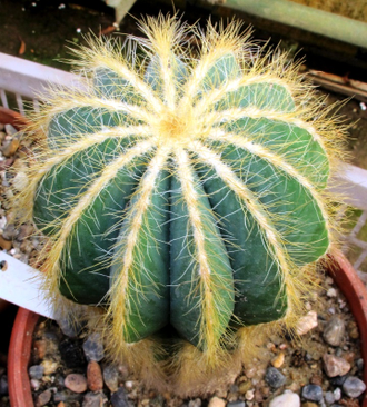 Eriocactus magnificus - 5 семян
